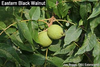 THOUSAND CANKERS DISEASE (TCD) UPDATE – DON’T RUSH TO CUT WALNUT TREES