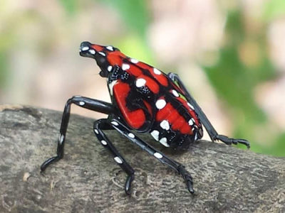 OHIO’S NEWEST INVASIVE INSECT: THE SPOTTED LANTERNFLY
