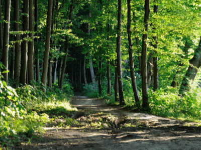 DEVELOPING A PLAN TO CARE FOR YOUR FOREST