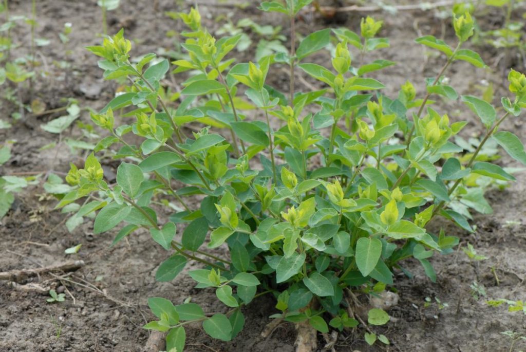 CONTROLLING NONNATIVE INVASIVE PLANTS IN OHIO FORESTS BUSH